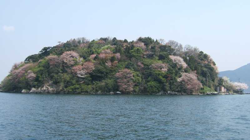 沖島南端の山桜と木々の若芽