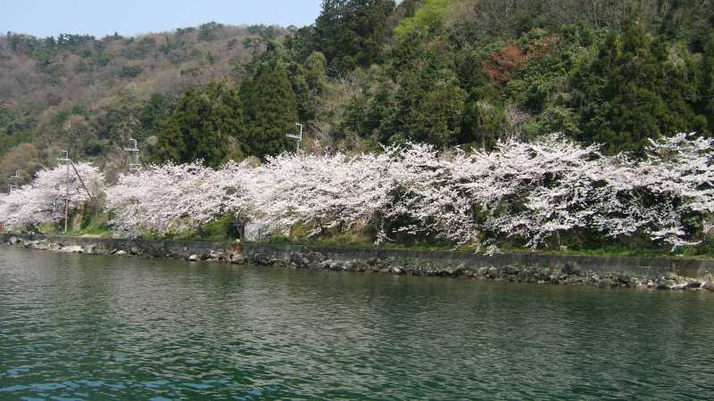 沖島西岸の桜並木