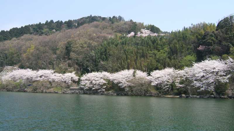 長命寺下の湖岸の桜並木