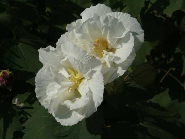 朝、白の酔芙蓉の花