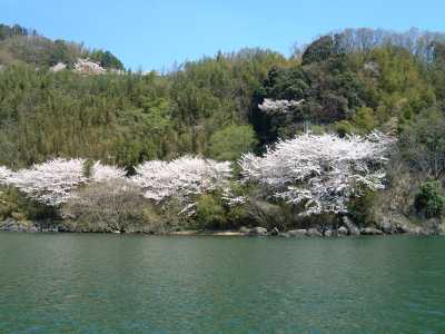 長命寺から北の桜(1)
