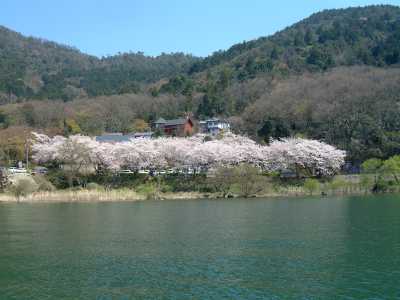 長命寺から北の桜(2)